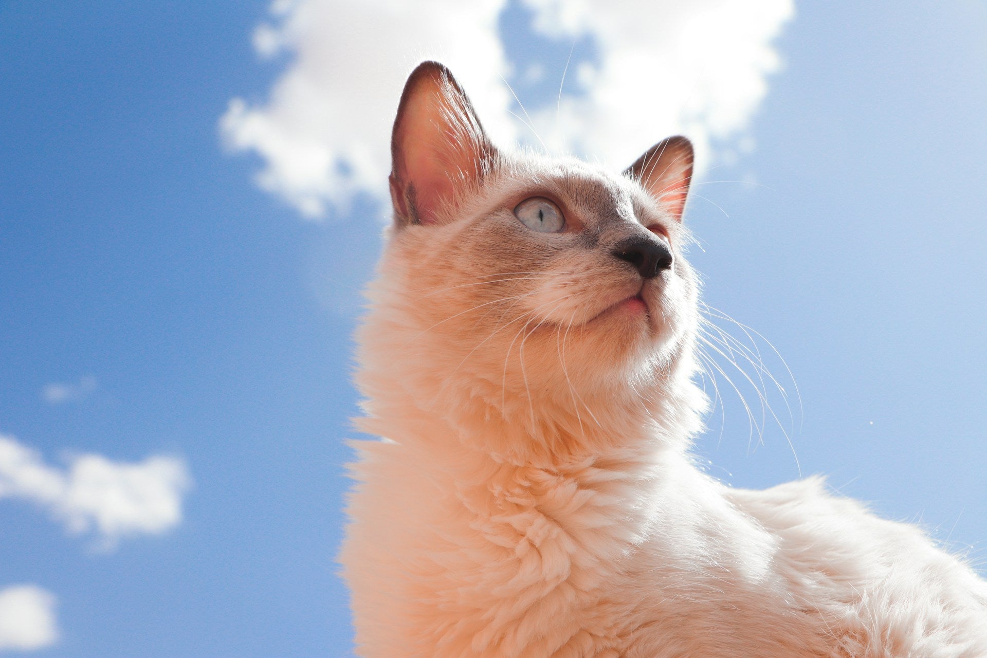 Senior cat, new trick: how Meowholic helped Puan Rosnah train her 9-year-old cat