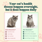 Comparison of a cat before and after using Meowholic, with text about daily health impact.