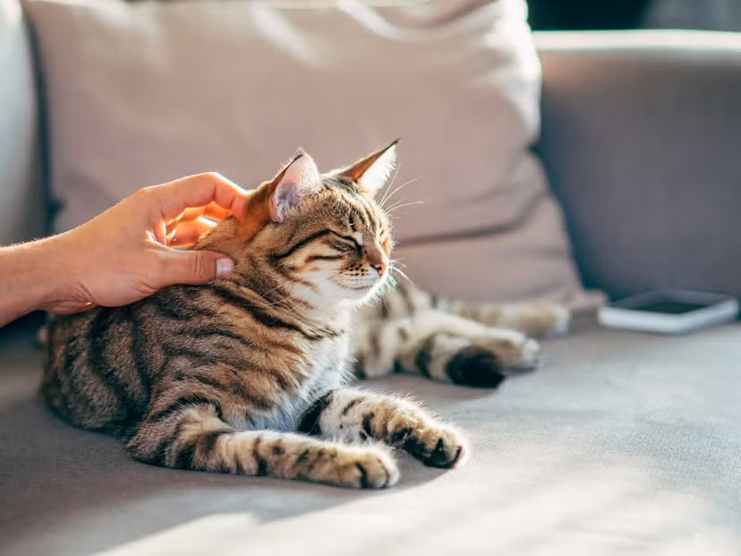 Cat being petted on a couch with a blurred background